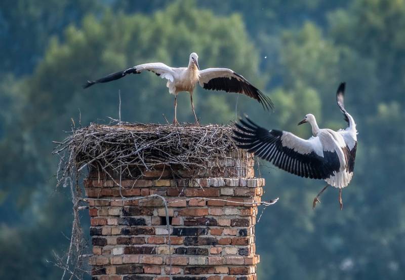 Professional Chimney Animal Removal Services in Dearborn Heights, Michigan