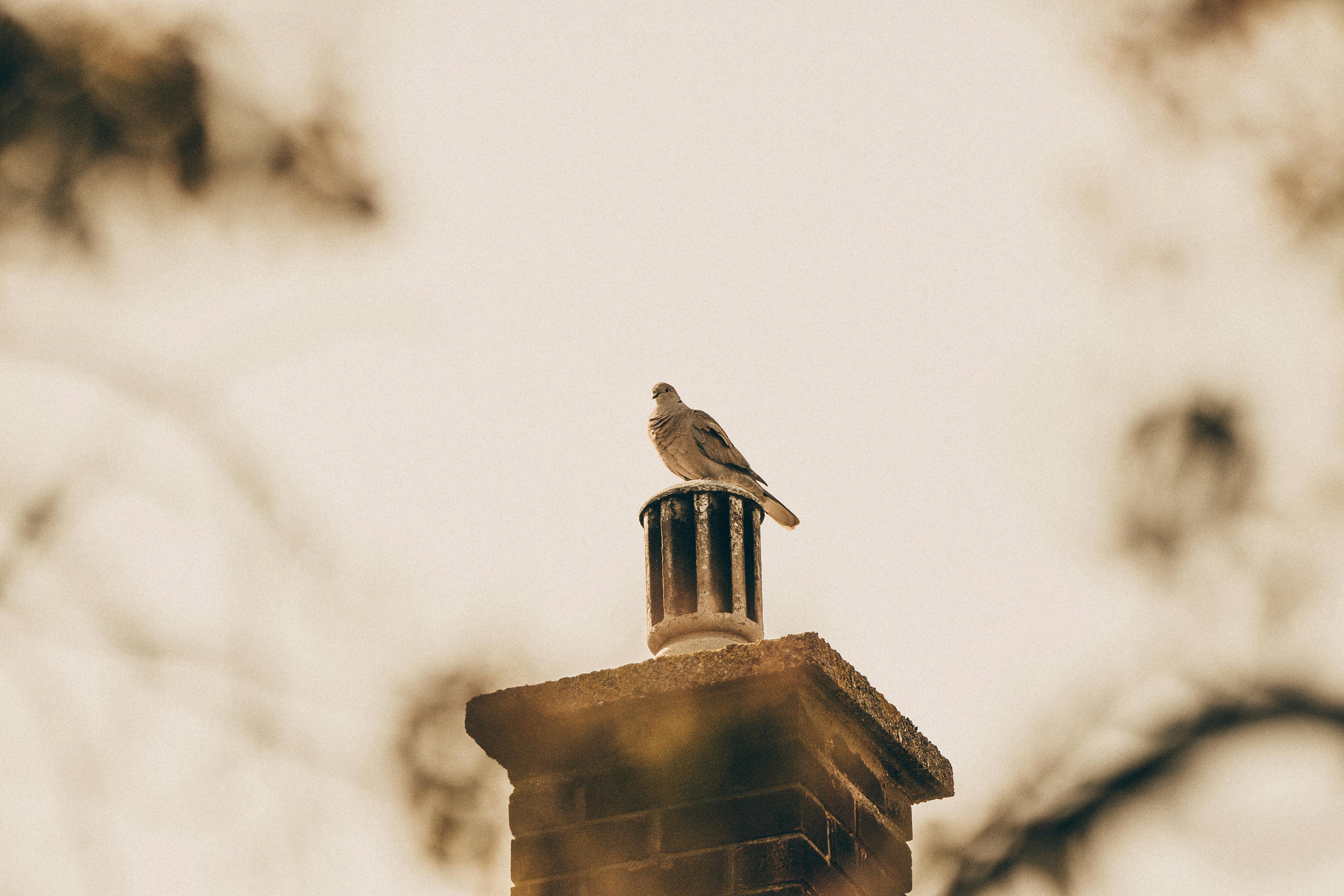 Professional Chimney Cap and Damper In Dearborn Heights Michigan